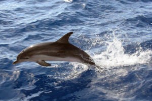 Dolphin and whale watching trip in Gran Canaria - High 