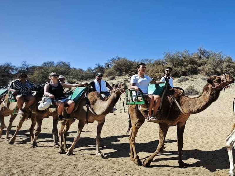 Camel tour in Maspalomas