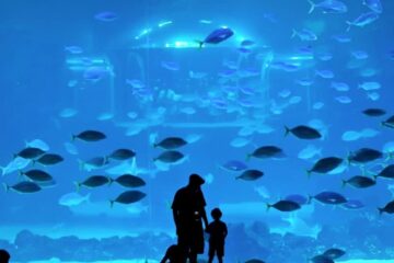 Las Palmas Aquarium Poema del Mar