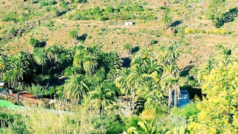 Barranco de las 1000 palmeras