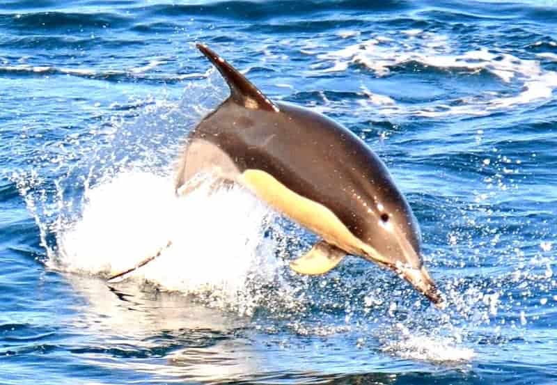 delfin bootstour gran canaria