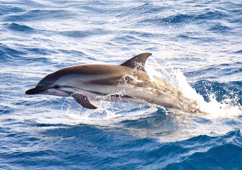 dolphin boat tour - excursion delfines