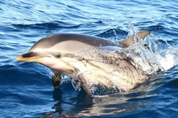 Delfin - dolphin - Gran Canaria