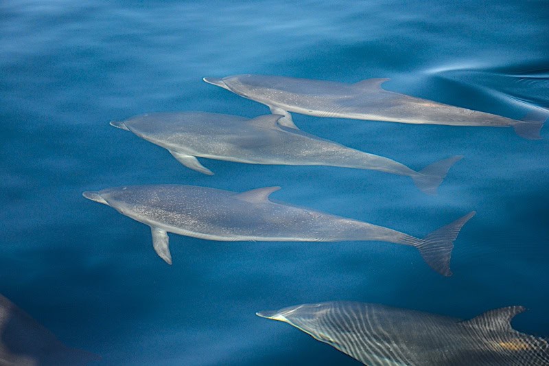 delfines Puerto Rico - dolphins