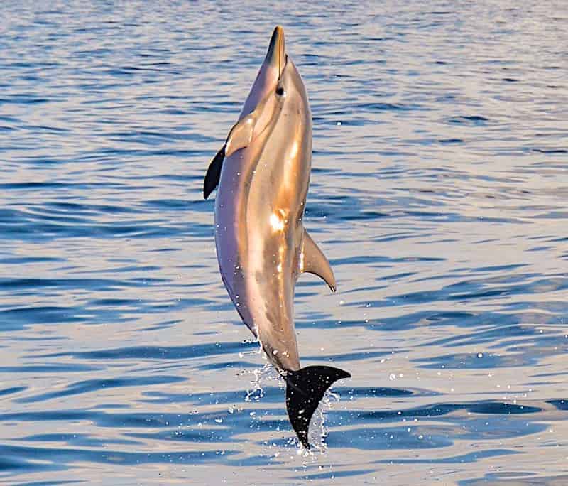 dolphin trip gran canaria