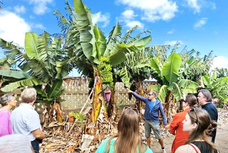 Banana plantation