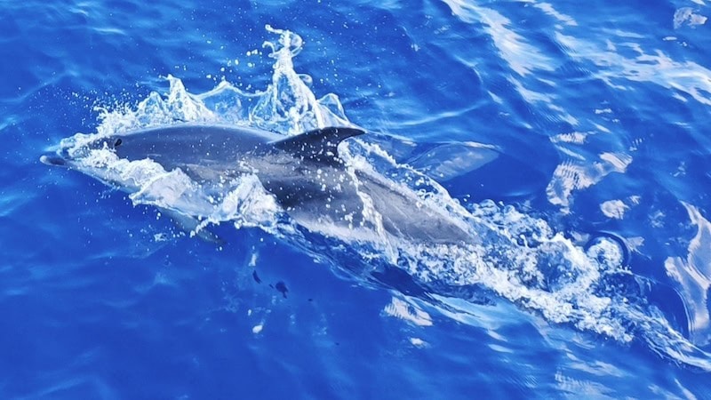 delfin moteado