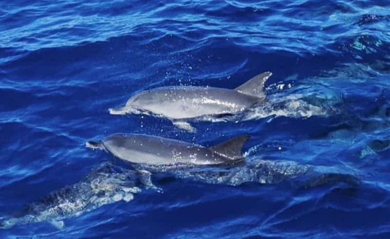 delfin gran canaria