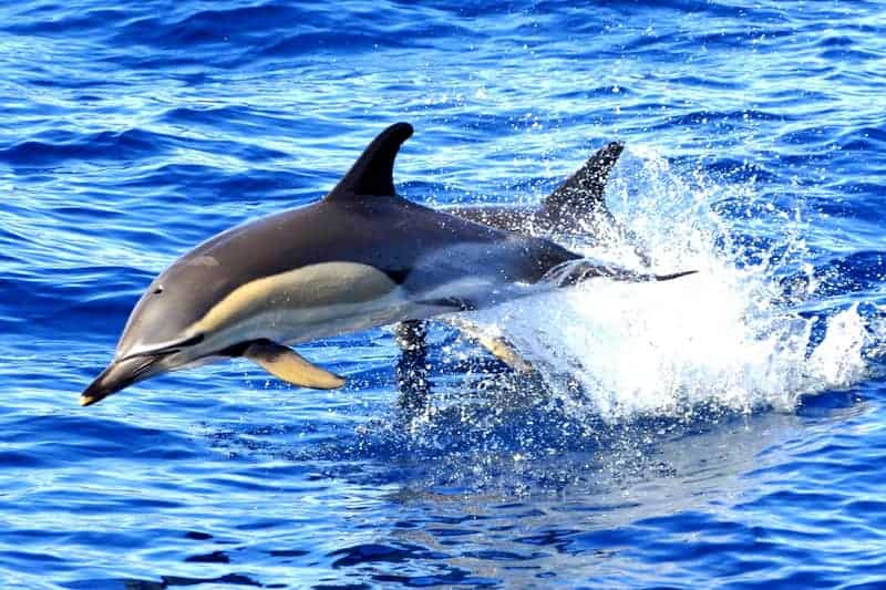 ver delfines