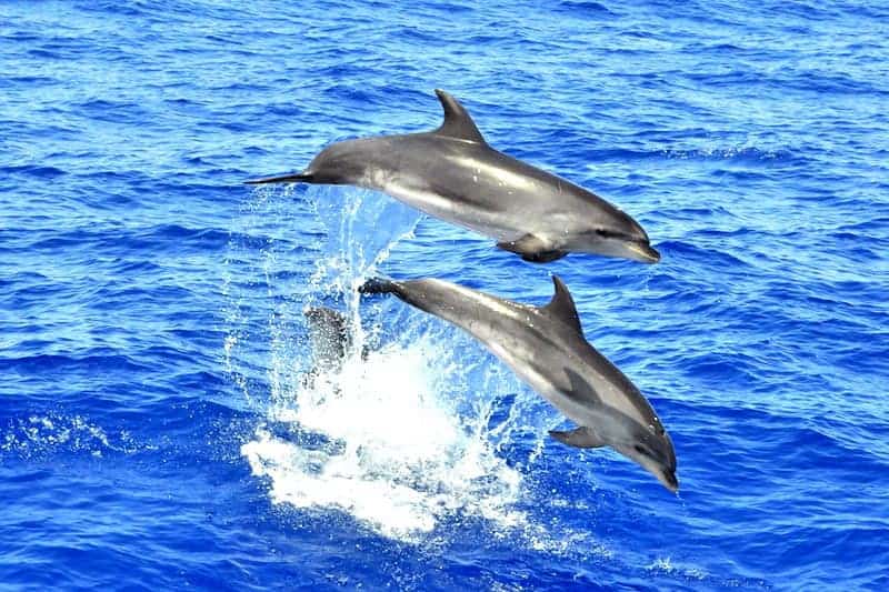 see dolphins in Gran Canaria